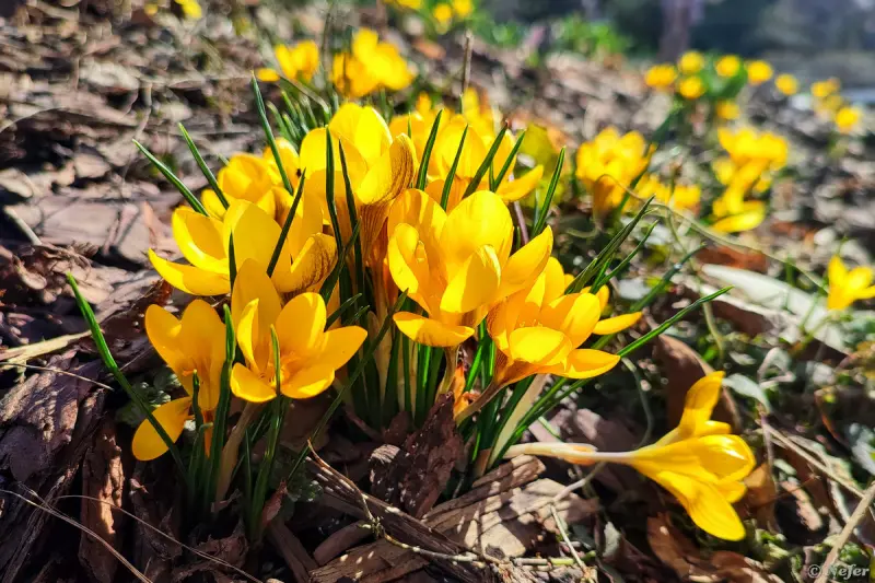 Первые вестники весны: цветы, которые уже готовы фотографироваться