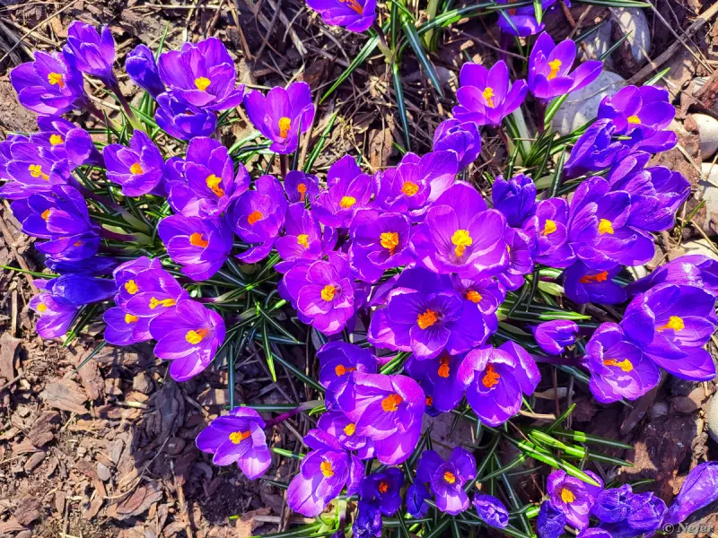 Первые вестники весны: цветы, которые уже готовы фотографироваться