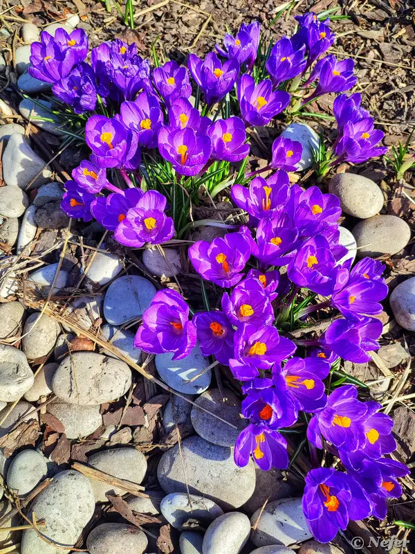 Первые вестники весны: цветы, которые уже готовы фотографироваться