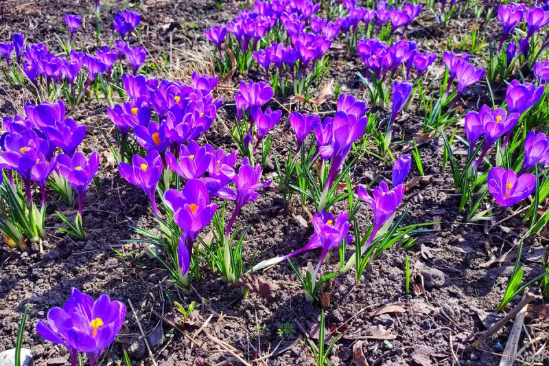 Первые вестники весны: цветы, которые уже готовы фотографироваться