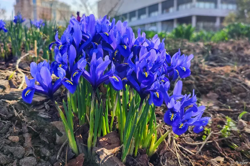 Первые вестники весны: цветы, которые уже готовы фотографироваться