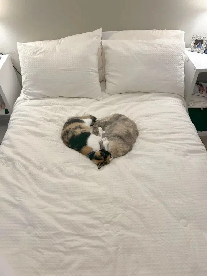 Забавные способности котиков, которые живут по своим правилам