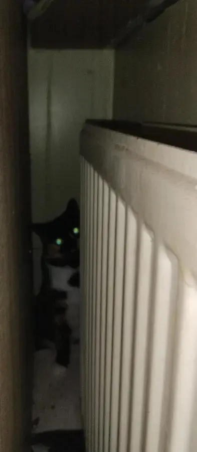 Забавные способности котиков, которые живут по своим правилам