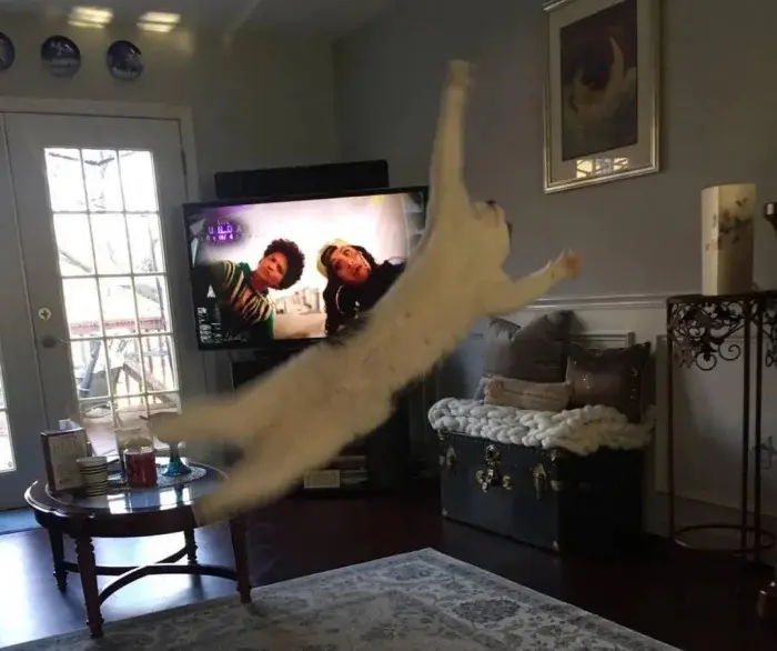 Забавные способности котиков, которые живут по своим правилам