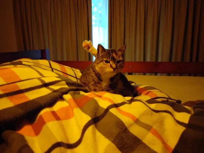 Забавные способности котиков, которые живут по своим правилам