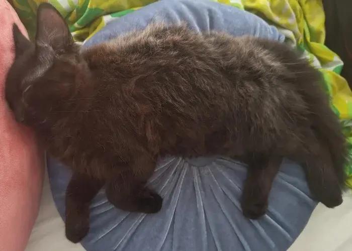 Забавные способности котиков, которые живут по своим правилам