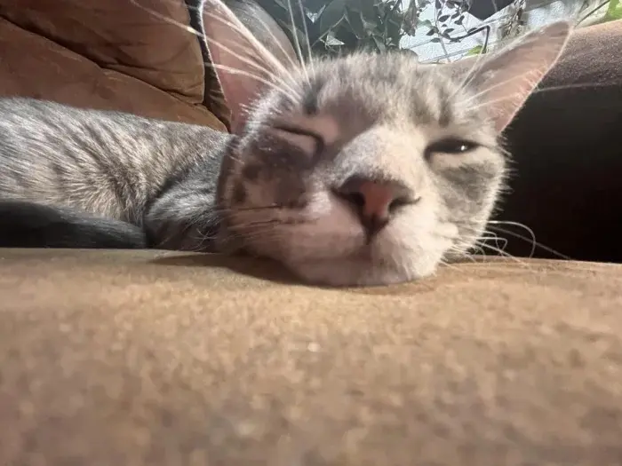 Забавные способности котиков, которые живут по своим правилам