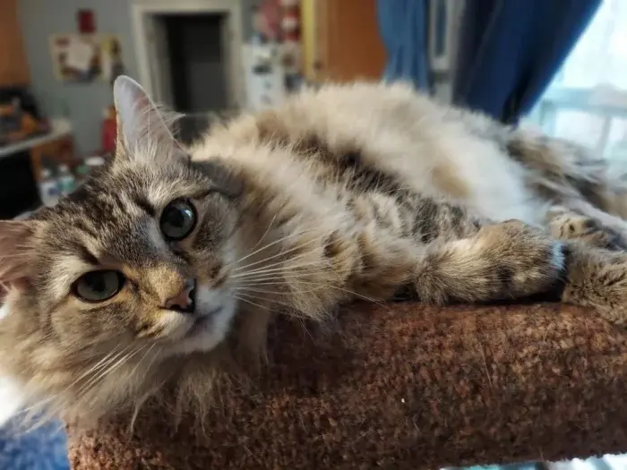 Забавные способности котиков, которые живут по своим правилам