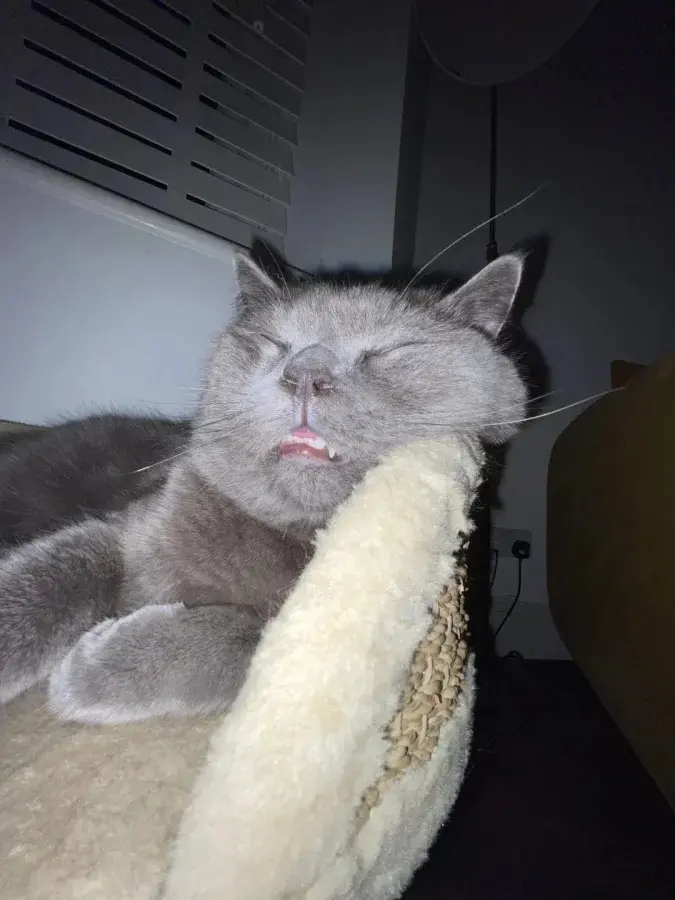 Забавные способности котиков, которые живут по своим правилам