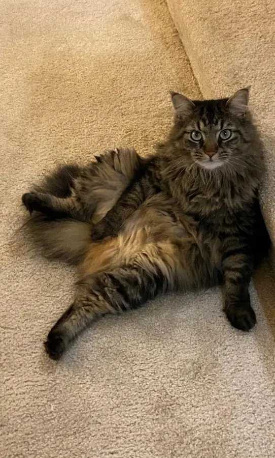 Забавные способности котиков, которые живут по своим правилам