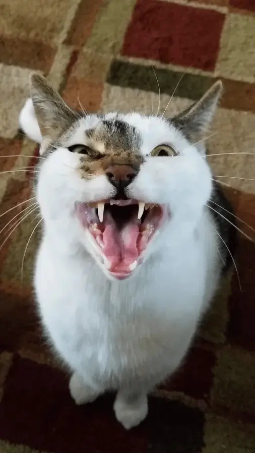 Забавные способности котиков, которые живут по своим правилам