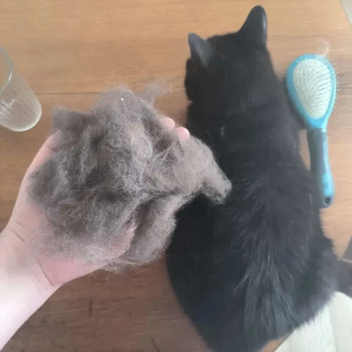 Забавные способности котиков, которые живут по своим правилам