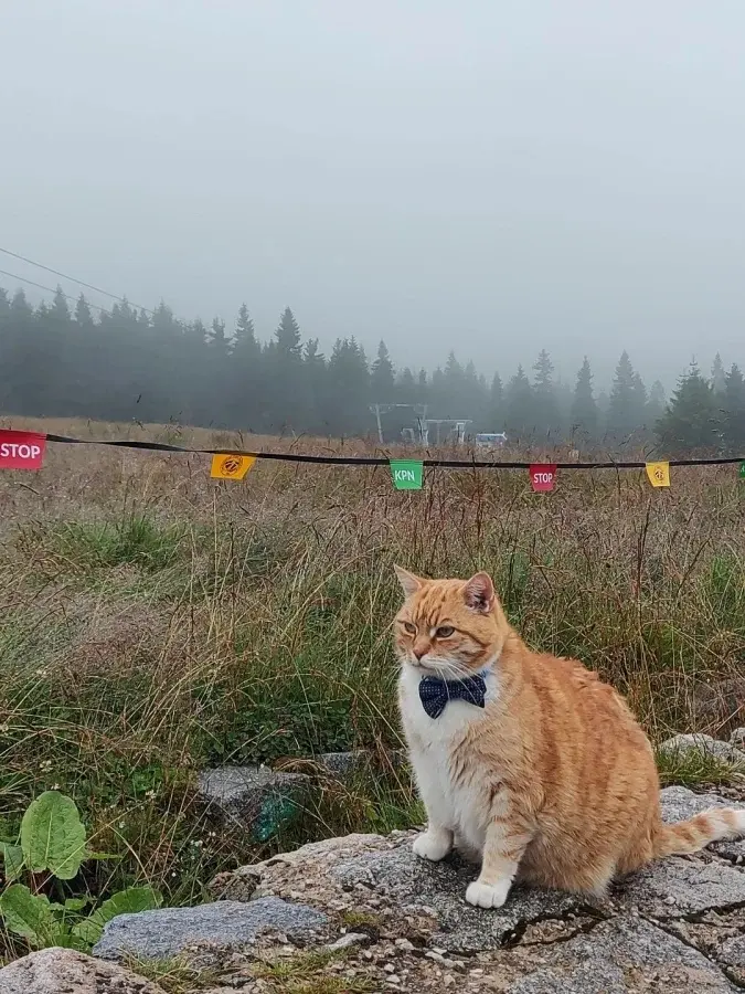 Забавные способности котиков, которые живут по своим правилам