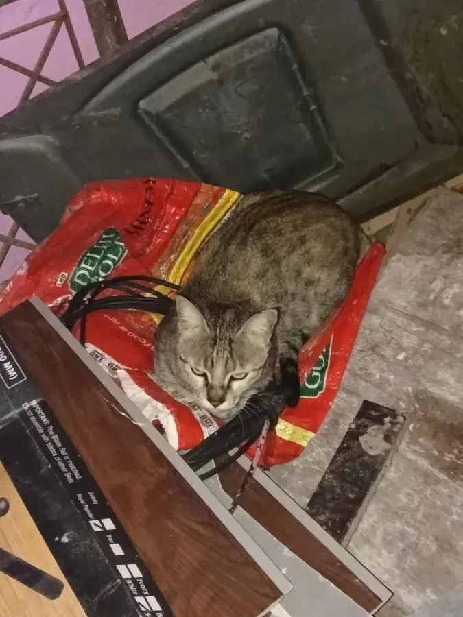 Забавные способности котиков, которые живут по своим правилам