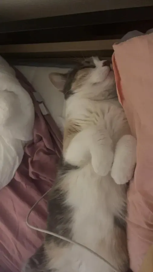 Забавные способности котиков, которые живут по своим правилам