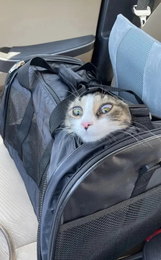 Забавные способности котиков, которые живут по своим правилам