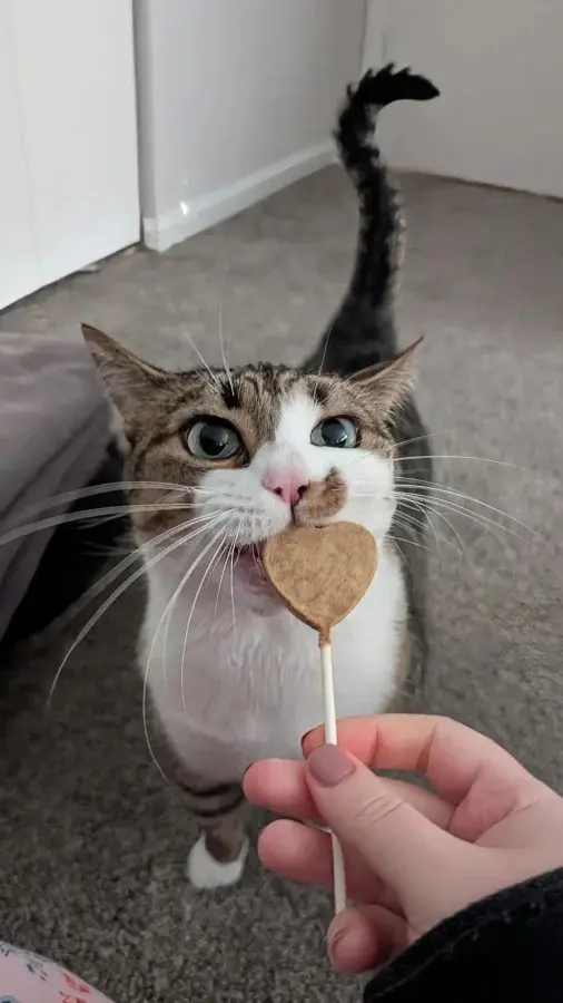 Забавные способности котиков, которые живут по своим правилам