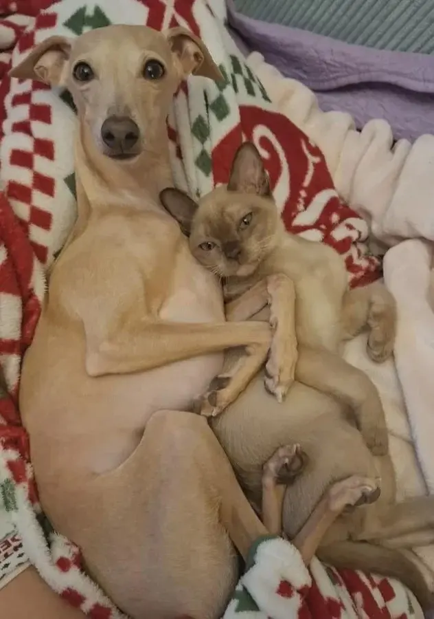 Забавные способности котиков, которые живут по своим правилам