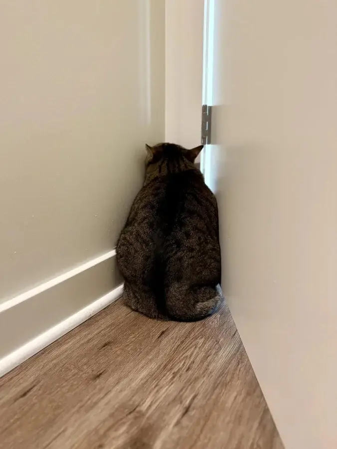 Забавные способности котиков, которые живут по своим правилам