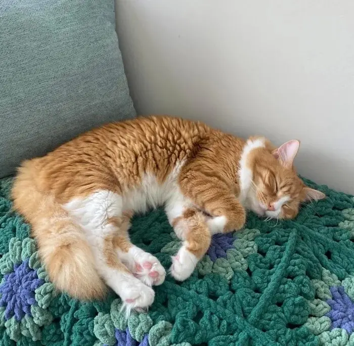 Забавные способности котиков, которые живут по своим правилам