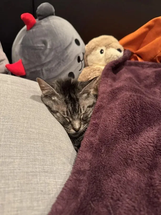 Забавные способности котиков, которые живут по своим правилам