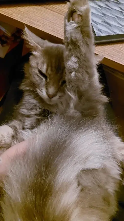 Забавные способности котиков, которые живут по своим правилам