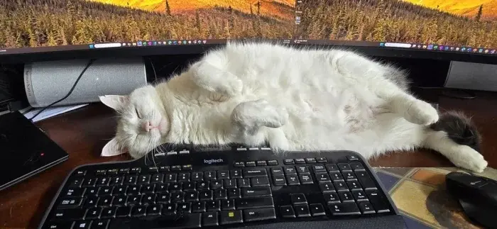 Забавные способности котиков, которые живут по своим правилам