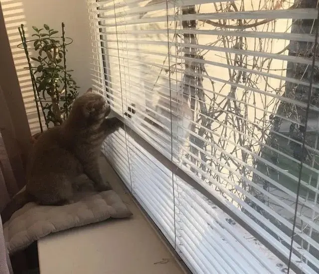 Забавные способности котиков, которые живут по своим правилам