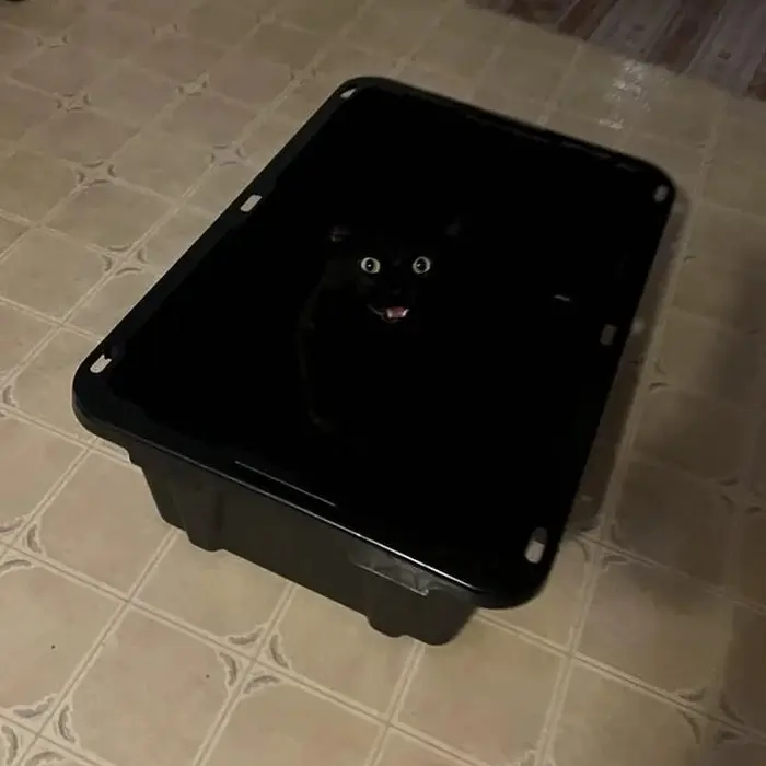 Забавные способности котиков, которые живут по своим правилам