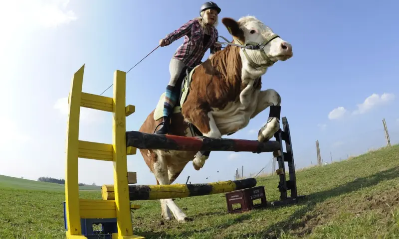 Корова, запряжённая в тележку