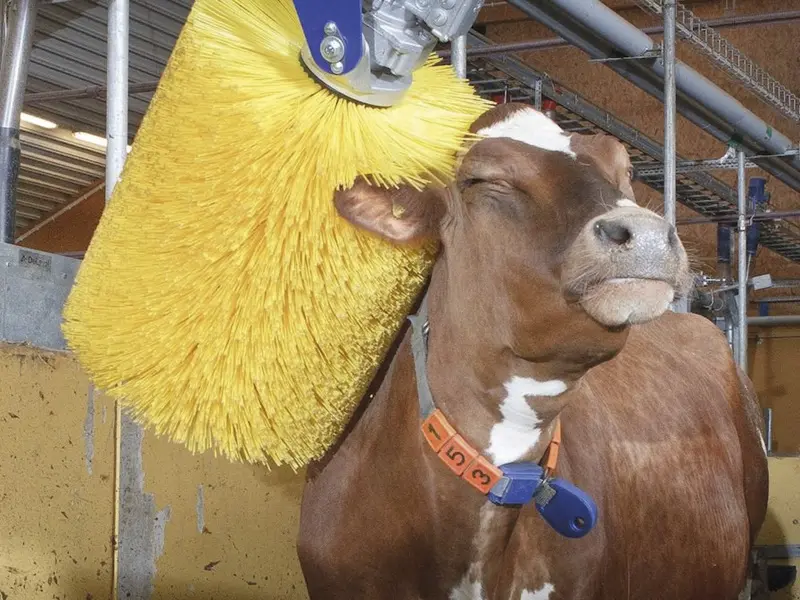 Человек чешет корову за ухом