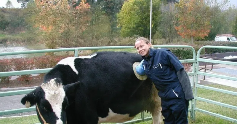 Корова с фистулой в боку