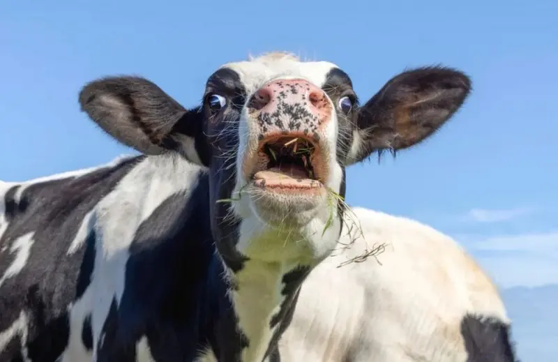 Тайная жизнь коров: почему эти животные сложнее, чем вы думали