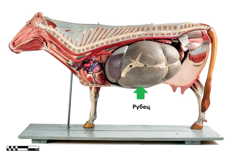 Человек рядом со схемой желудка коровы