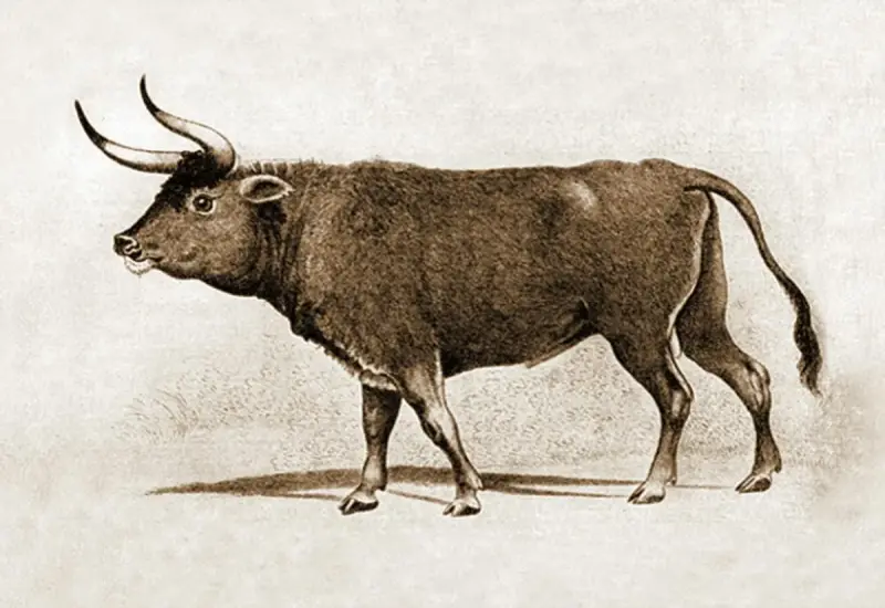 Реконструкция внешности дикого тура