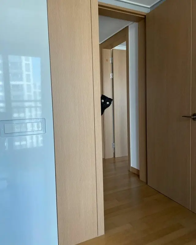 МонЧи: Шотландская вислоухая, которая чернее ночи