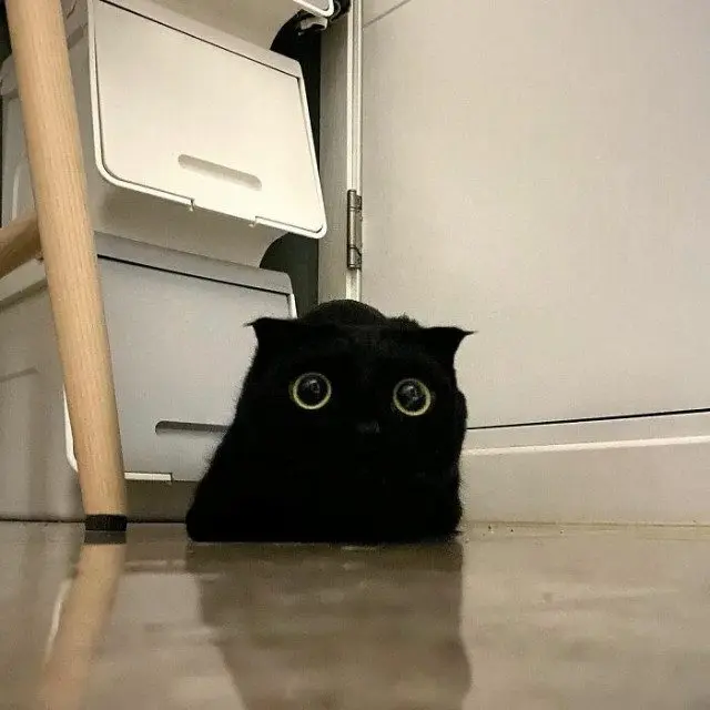 МонЧи: Шотландская вислоухая, которая чернее ночи