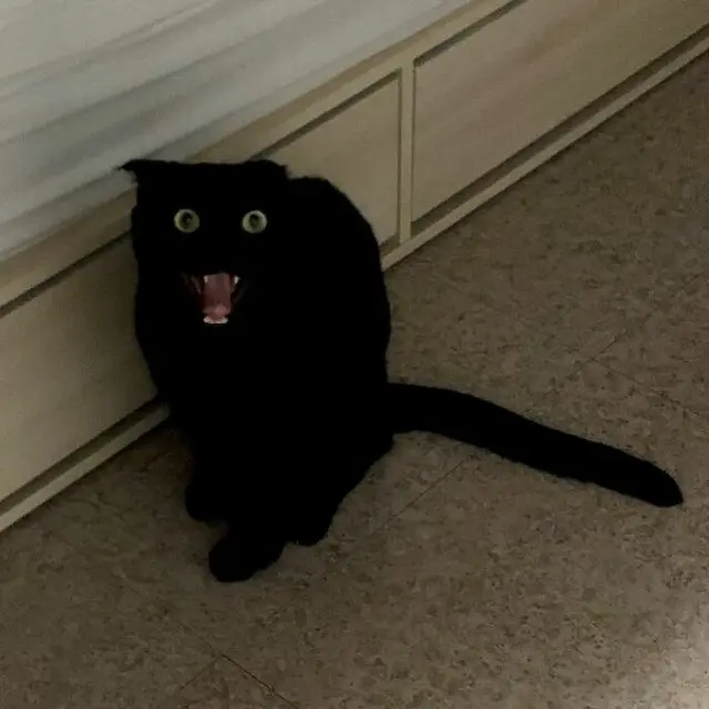 МонЧи: Шотландская вислоухая, которая чернее ночи