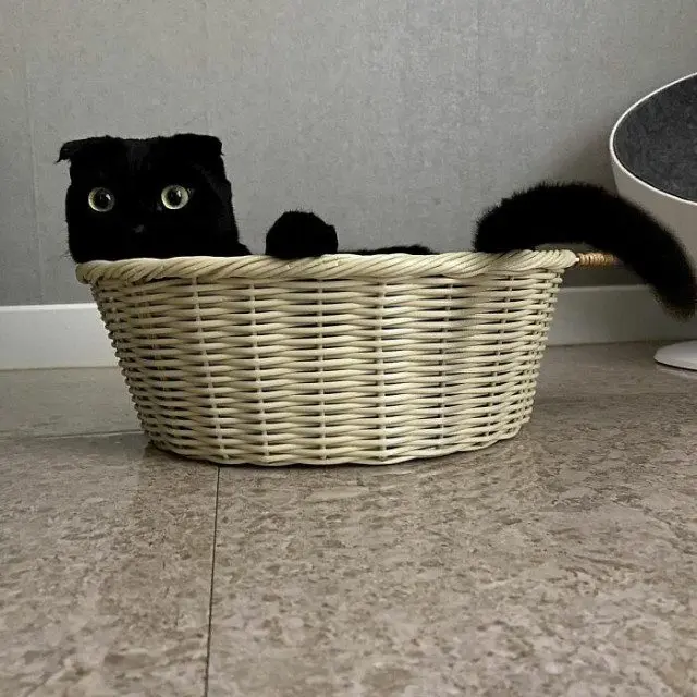 МонЧи: Шотландская вислоухая, которая чернее ночи