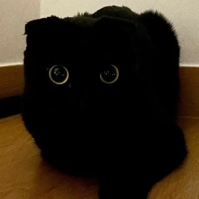 МонЧи: Шотландская вислоухая, которая чернее ночи