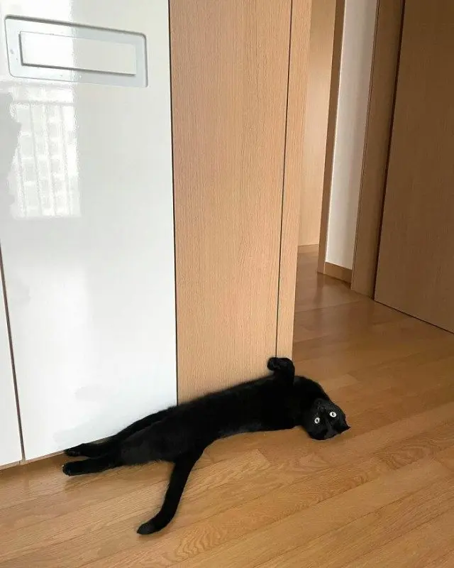 МонЧи: Шотландская вислоухая, которая чернее ночи