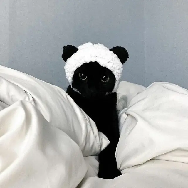 МонЧи: Шотландская вислоухая, которая чернее ночи