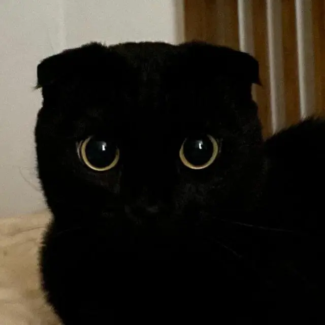 МонЧи: Шотландская вислоухая, которая чернее ночи