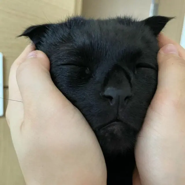 МонЧи: Шотландская вислоухая, которая чернее ночи