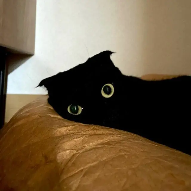 МонЧи: Шотландская вислоухая, которая чернее ночи