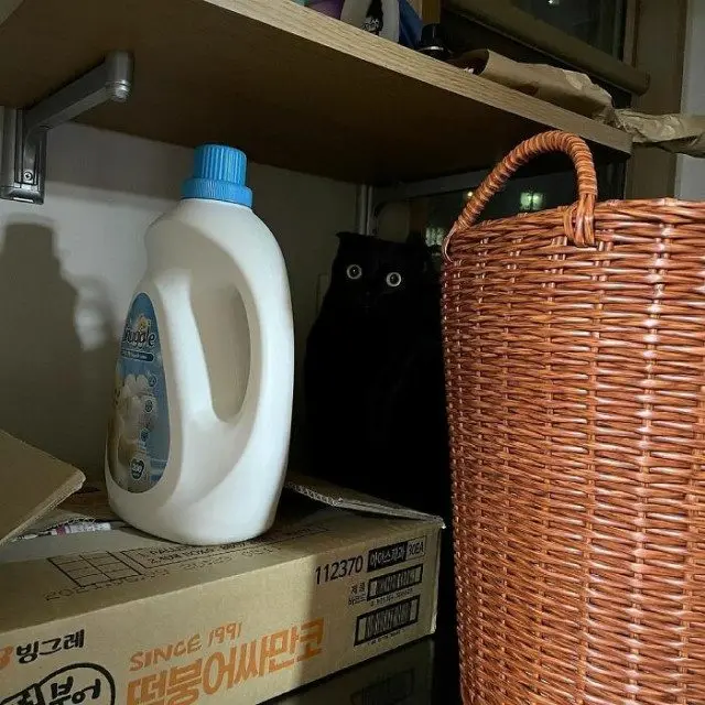 МонЧи: Шотландская вислоухая, которая чернее ночи