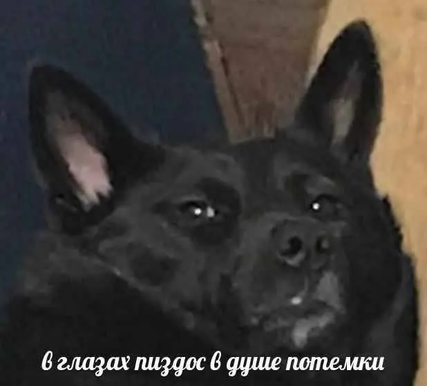 Свежая порция смеха: лучшие мемы и приколы для поднятия настроения