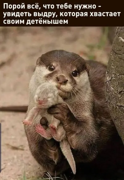 Свежая порция смеха: лучшие мемы и приколы для поднятия настроения