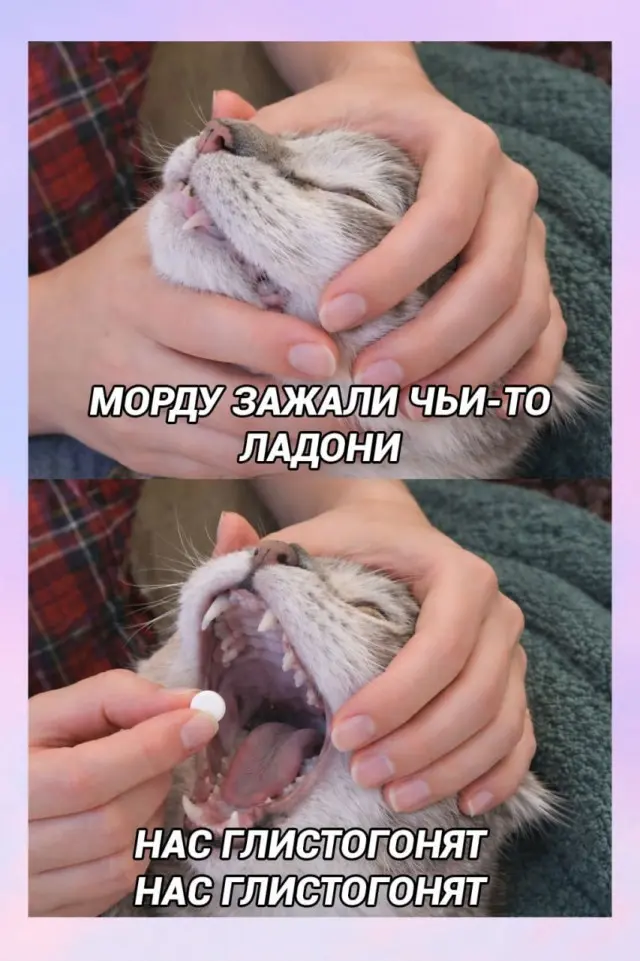 Свежая порция смеха: лучшие мемы и приколы для поднятия настроения