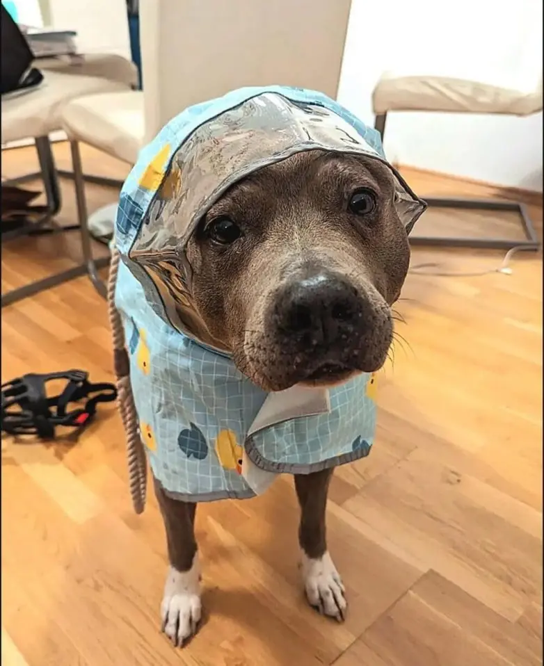 Самые обаятельные и хулиганистые собаки